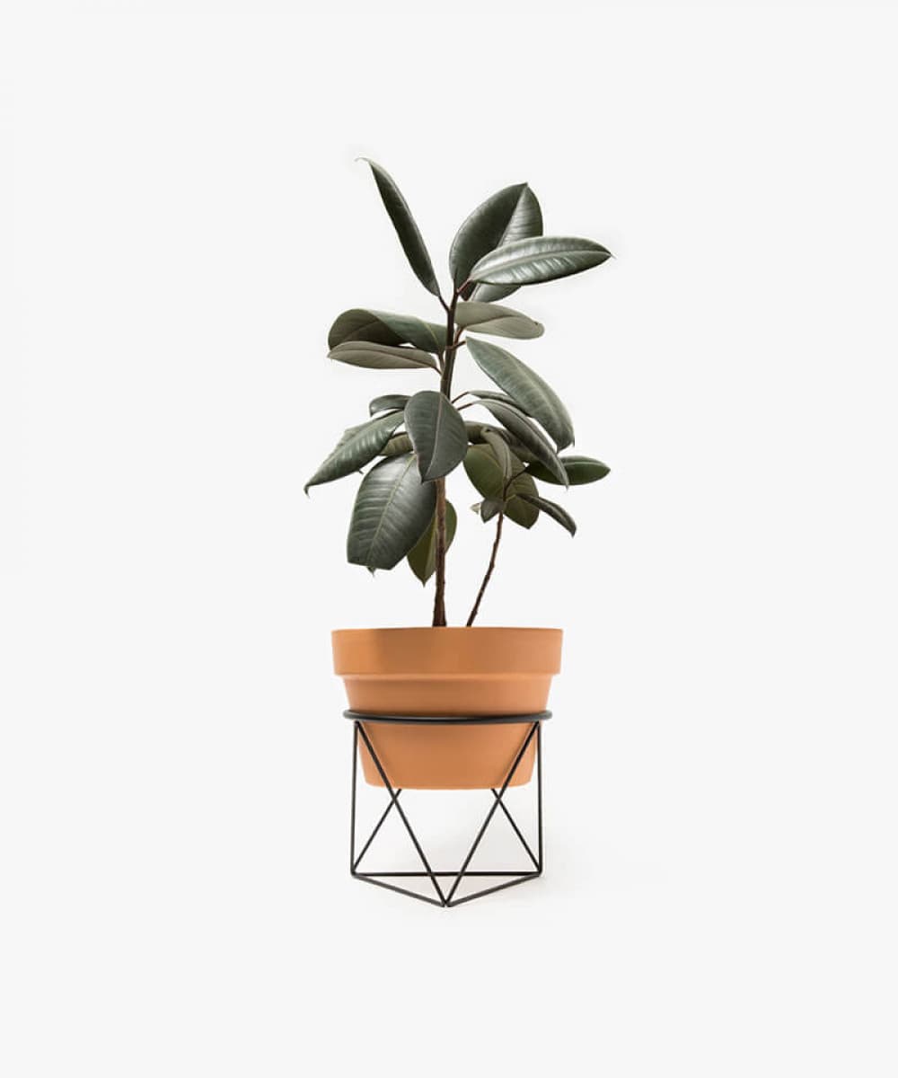 Formulas For Your Health.